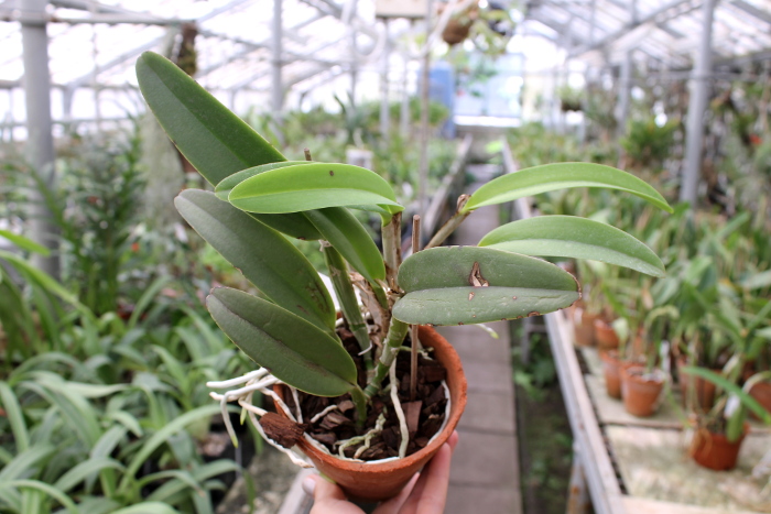 Cattleya maxima.JPG