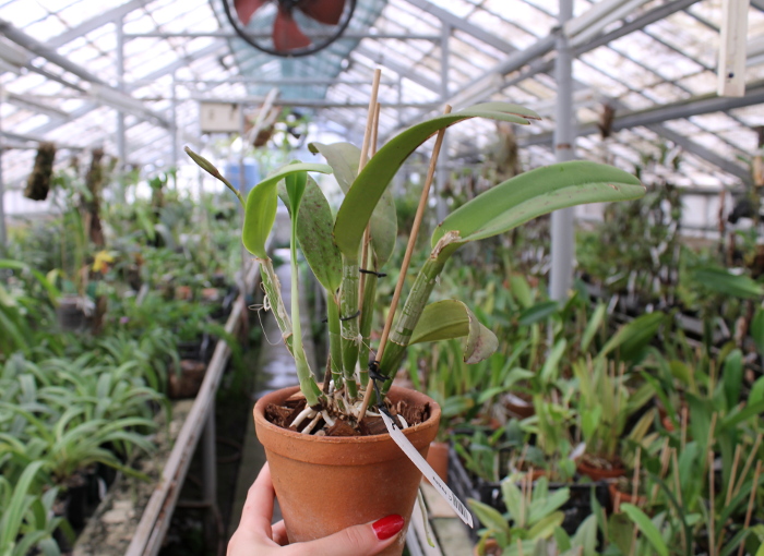 Cattleya maxima.JPG