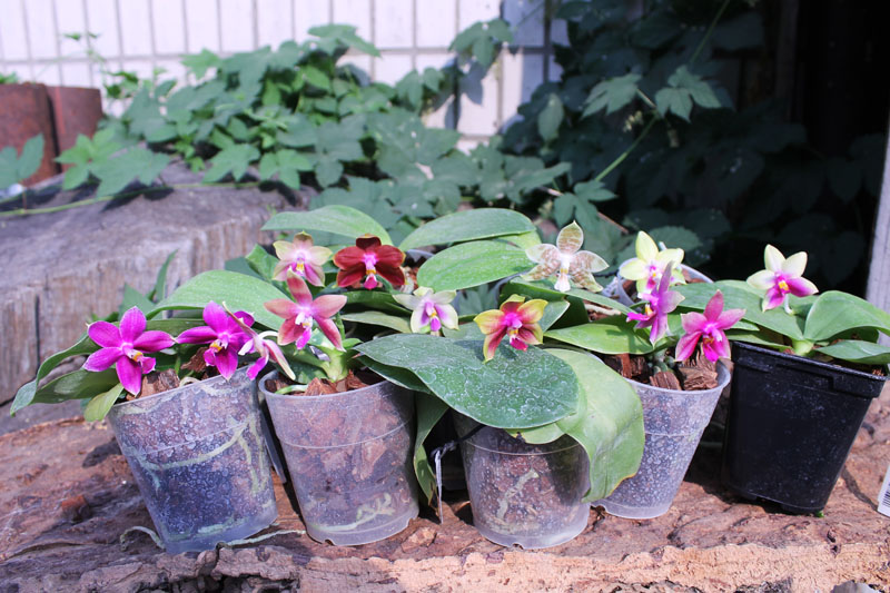 Phalaenopsis.jpg