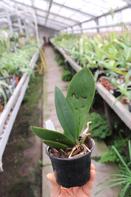 Oncidium nanum.jpg