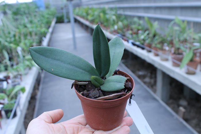 Oncidium nanum.jpg