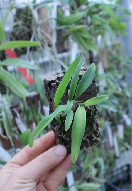 Laelia majale.jpg