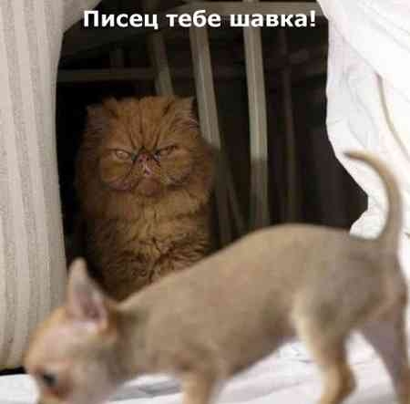 stopme_ru_58_0_20061011_10159_3.jpg