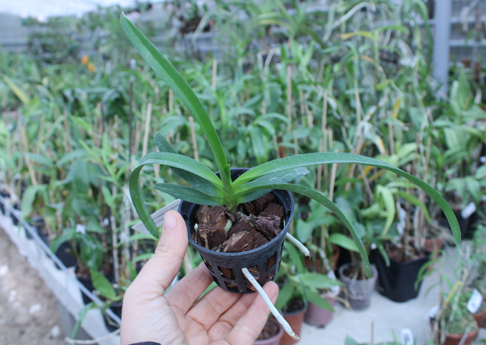 Vanda lamellata.jpg