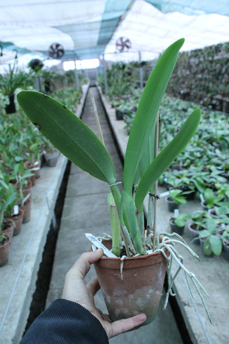 Cattleya maxima.jpg