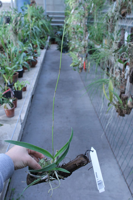 Laelia albida.jpg