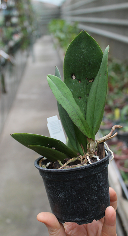 Oncidium nanum.jpg