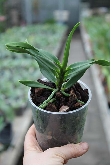 Vanda lamellata.jpg