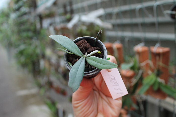 Aerangis biloba.jpg