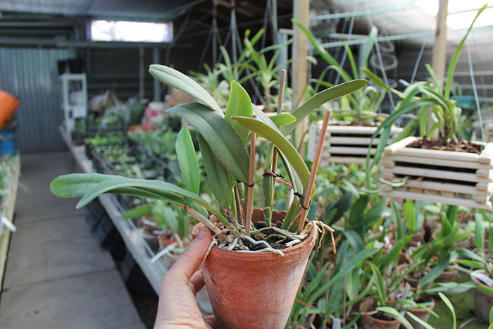 Cattleya maxima.jpg