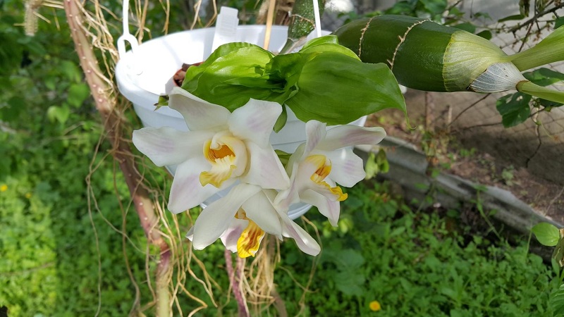 Chysis bractescens.