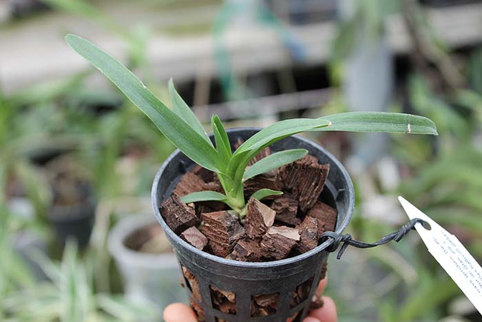 Vanda foetida.jpg
