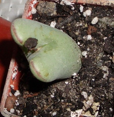 Conophynum bilobum