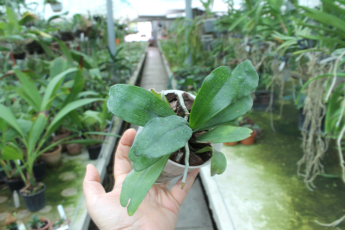 Aerangis biloba.jpg