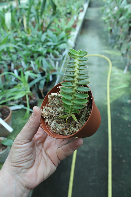 Dichaea pendula.jpg