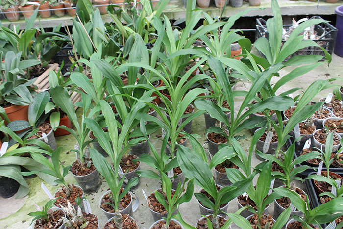 Catasetum.jpg