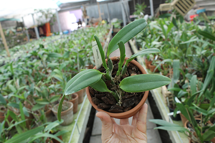 Laelia pumila.jpg