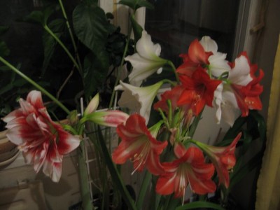 IMG_3584.jpg