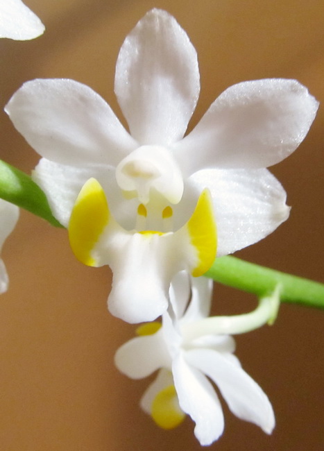 Doritis pulcherrima