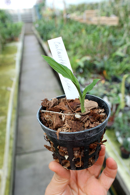 Calanthe rosea.jpg