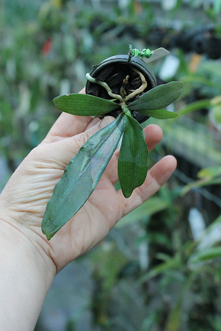 Aerangis biloba.jpg