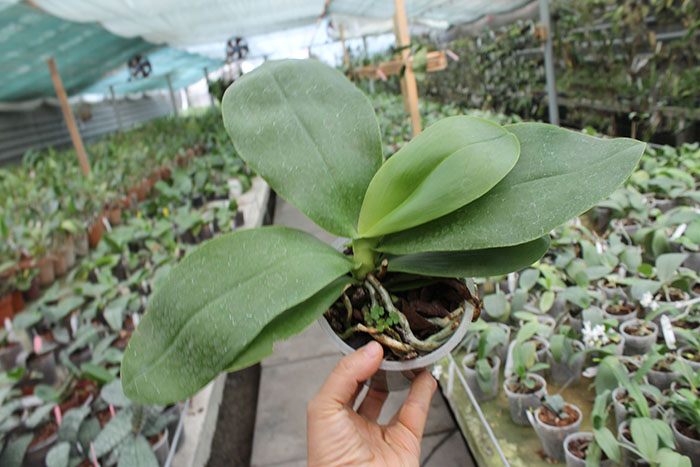 Phal Liodoro.jpg
