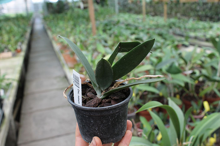 oncidium nanum.jpg