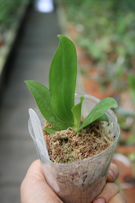 corningiana.jpg