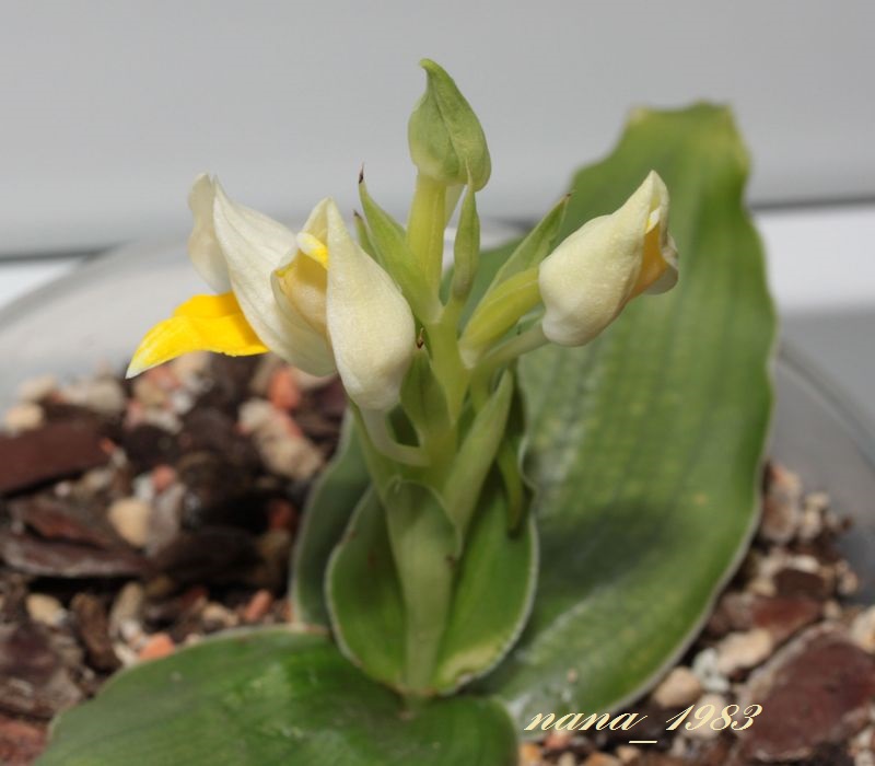Pecteilis sagarikii
