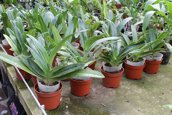 Paphiopedilum Dollgoldi (armeniacum x rothschildianum).jpg