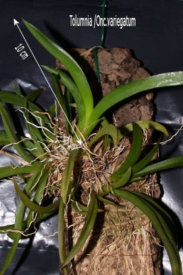 tolumniavariegatum.jpg