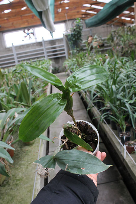 dendr sulcatum.jpg