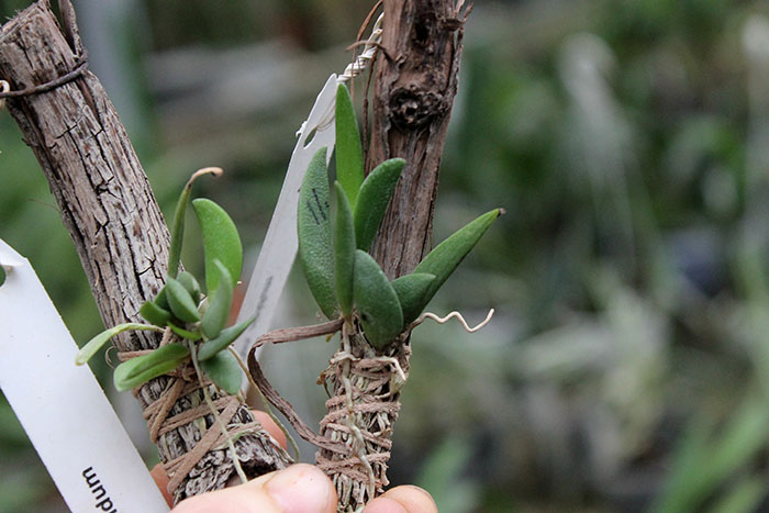 dendr rigidum.jpg