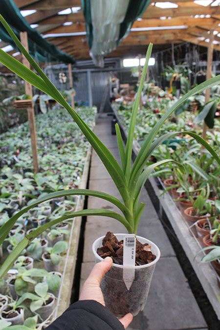 Vanda tricolor.jpg