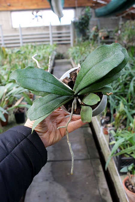 Aerangis biloba.jpg