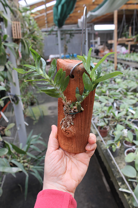 Dichaea glauca.jpg
