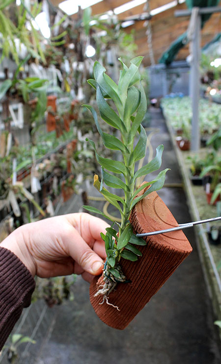 Dichaea glauca.jpg