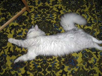 спим