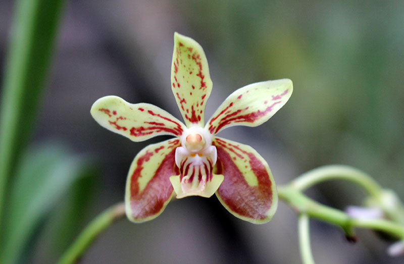 Vanda lamellata.jpg