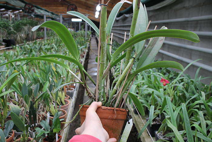 Cattleya maxima.jpg