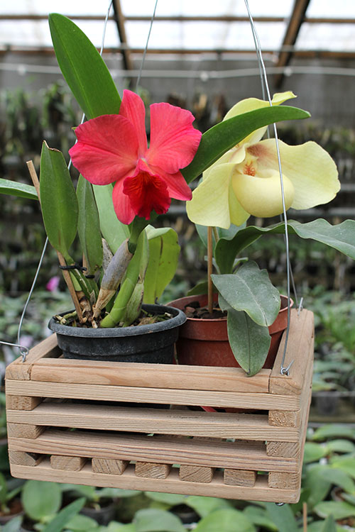 OrchidsUA.jpg