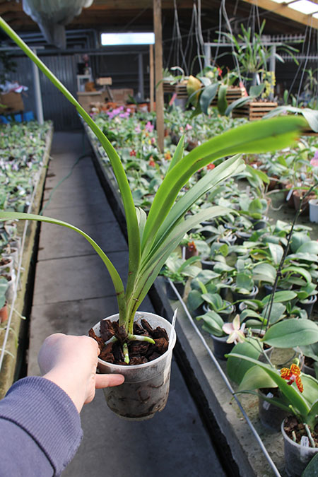 Vanda tricolor.jpg