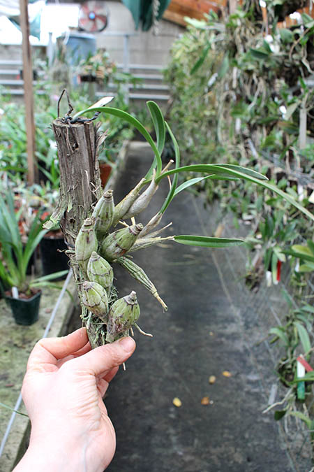 Laelia albida.jpg