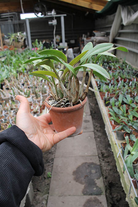 Laelia flava.jpg