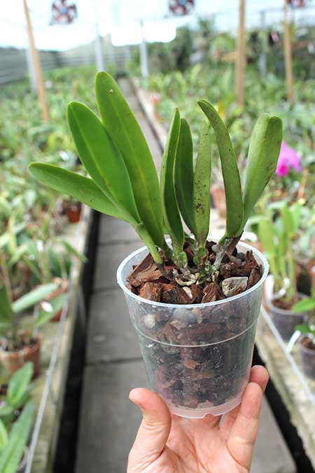 Cattleya rex.jpg