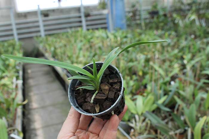 Vanda foetida.jpg