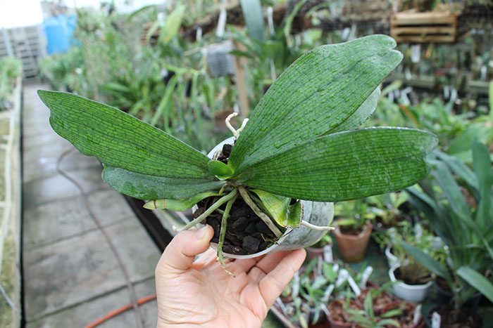 Aerangis biloba.jpg