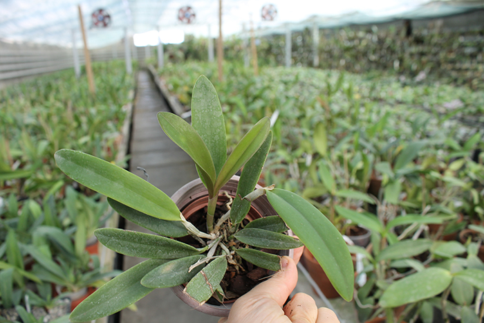 Cattleya kerri.jpg