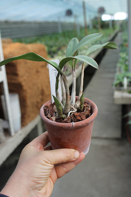 Laelia flava.jpg