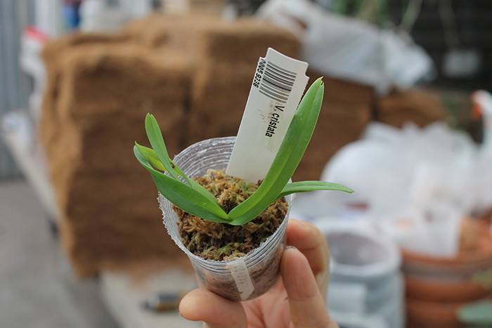 Vanda cristata.jpg
